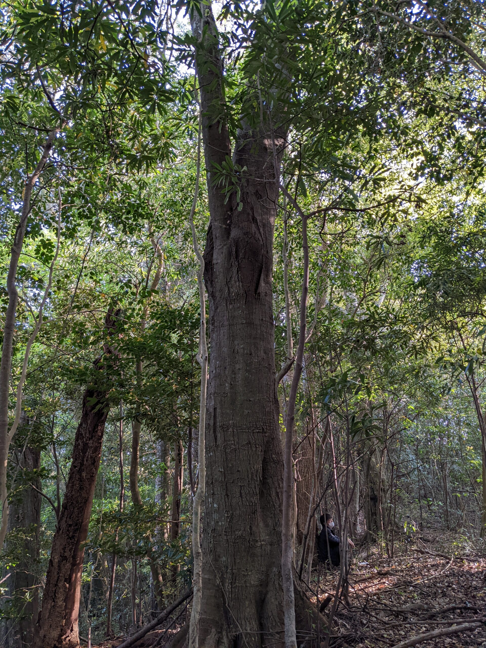 一般社団法人天草1000年の人と土の営みー誇りをもって生きる土とともに生きるー