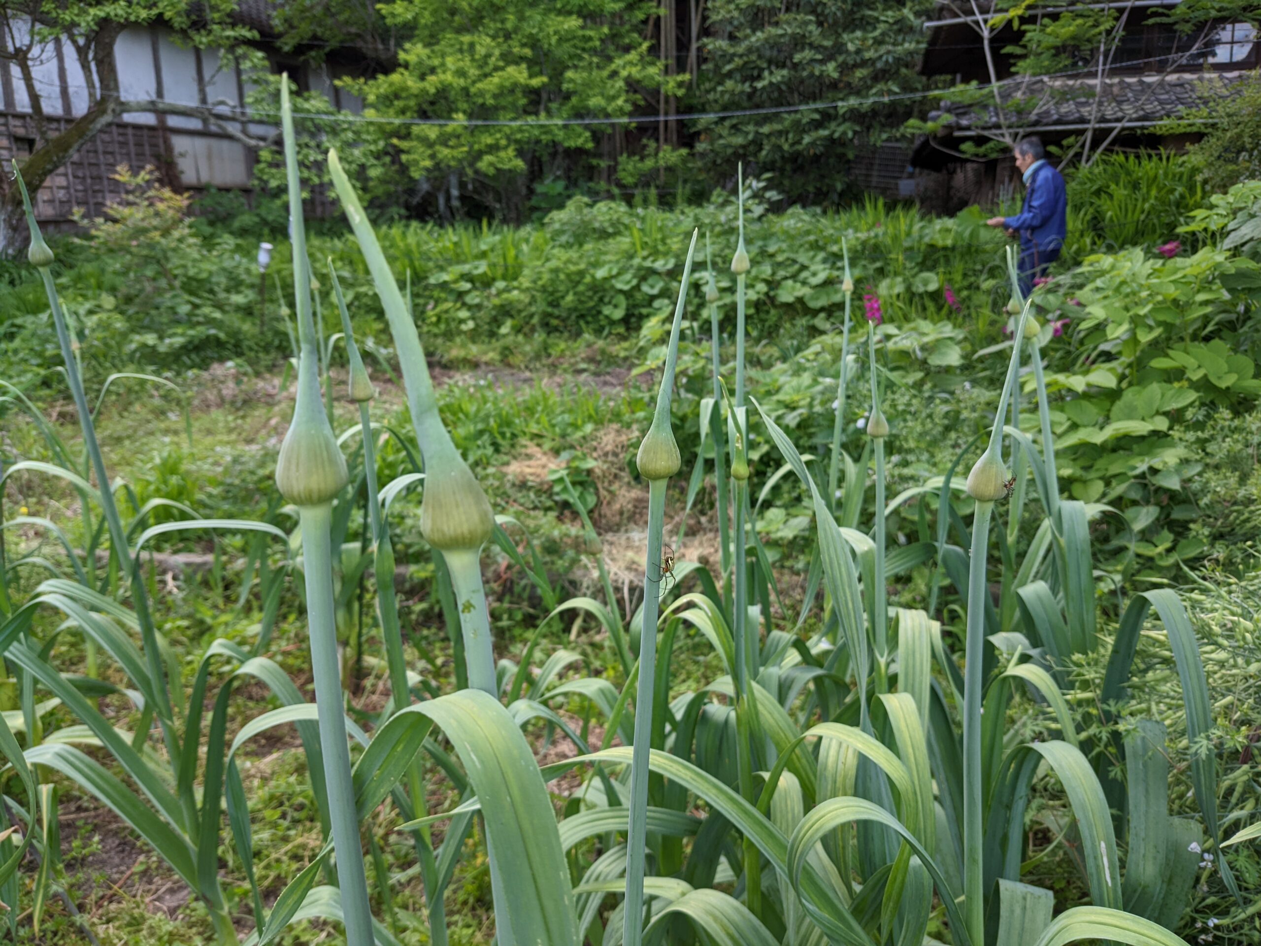 一般社団法人天草1000年の人と土の営みー誇りをもって生きる土とともに生きるー