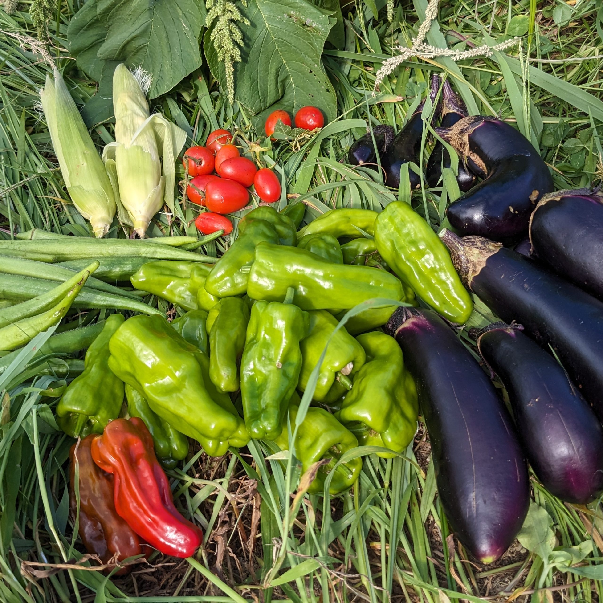 菜っぱ様 JLPT N4 Kanji: 菜 (vegetable) | Read & Understand in 30 sec